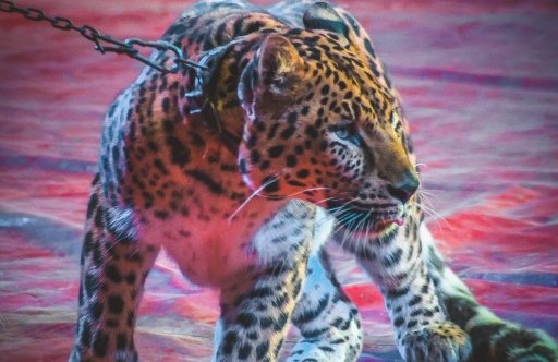 &TScy;&icy;&rcy;&kcy; &shcy;&acy;&pcy;&icy;&tcy;&ocy; "&Gcy;&Lcy;&Ocy;&Bcy;&Ucy;&Scy;"