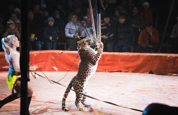 &TScy;&icy;&rcy;&kcy; &shcy;&acy;&pcy;&icy;&tcy;&ocy; "&Gcy;&Lcy;&Ocy;&Bcy;&Ucy;&Scy;"